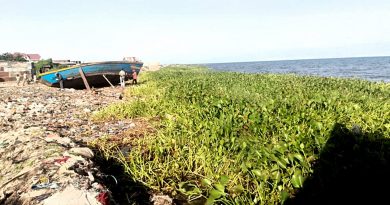 Des Jacinthes d’eau flottant sur le Tanganyika à Uvira, DRM Africa explique